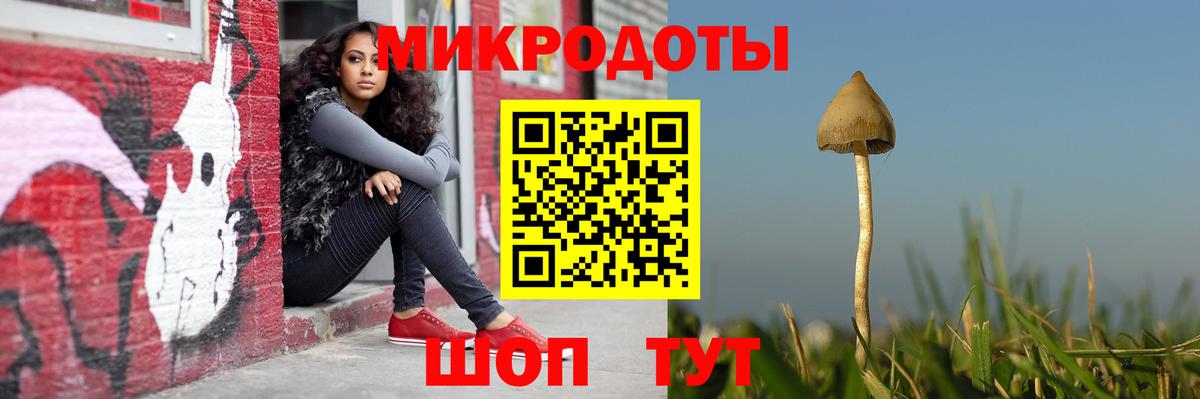 Псилоцибиновые грибы Psilocybe Новотроицк